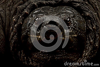 Common snapping turtle Chelydra serpentina Stock Photo