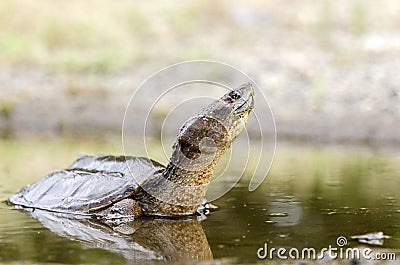 Common Snapping Turtle, Georgia USA Stock Photo