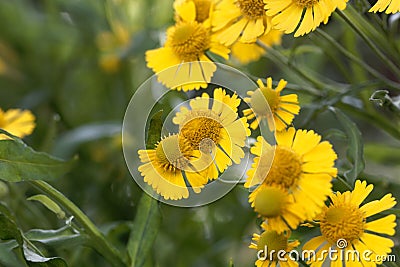 Common sneezeweed, Helenium autumnale Stock Photo