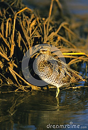 Common Snipe Stock Photo