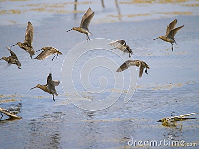 Common snipe bird group B Stock Photo