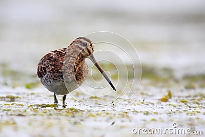 Common Snipe (Gallinago gallinago). Stock Photo