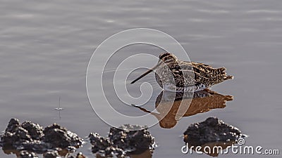 Common Snipe Sitting on Pond Stock Photo