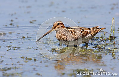 Common snipe in swamp Stock Photo