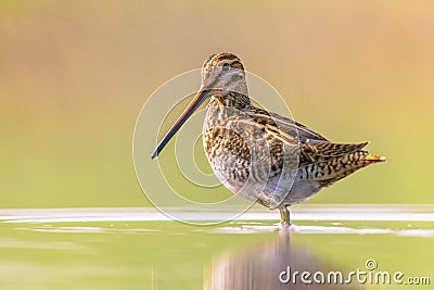 Common snipe wader bird in habitat background Stock Photo