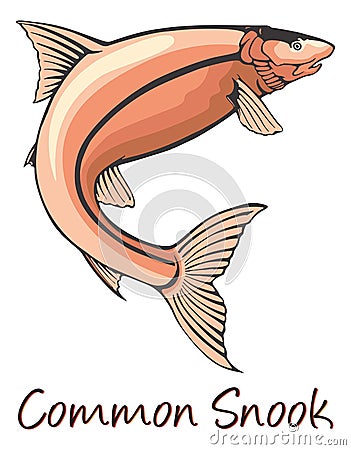 Common Snook, Color Illustration Vector Illustration