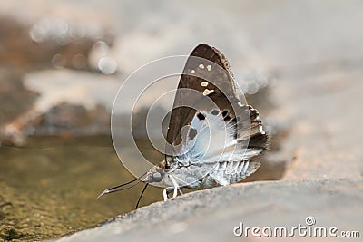 Common Snow Flat Tagiades Japetus butterfly and bokeh background in nature. Stock Photo