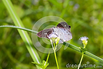 Common Snow Flat butterfly Stock Photo