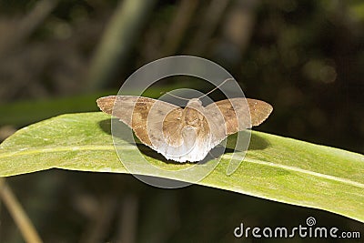 Common Snow Flat, Tagiades sp, Hesperiidae, Near Gurjee, Tripura Stock Photo