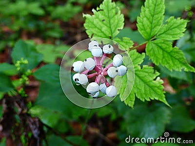 Common snowberries in a Mackinac Island garden Stock Photo