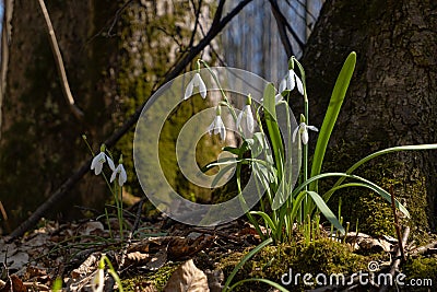 Common snowdrop bush grows between tree roots, moss on trunks, leaves, blossom and buds, seasonal awakening ecosystem, explore Stock Photo