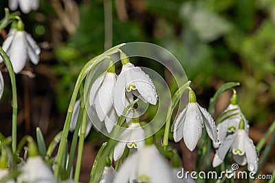 Common snowdrops galanthus nivalis Stock Photo