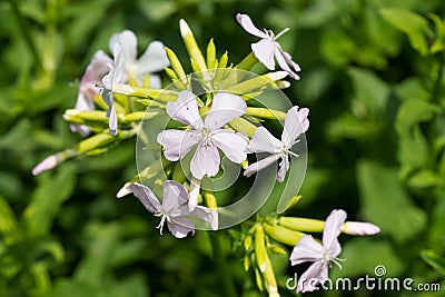 Common Soapwort - Saponaria officinalis Stock Photo