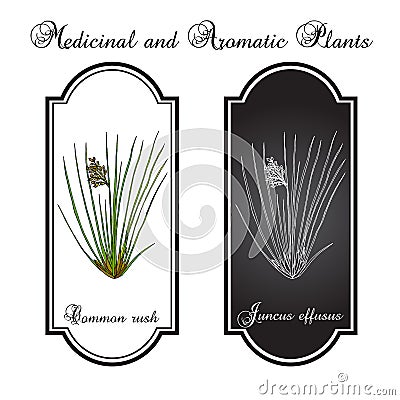 Common or soft rush Juncus effusus , medicinal plant Vector Illustration