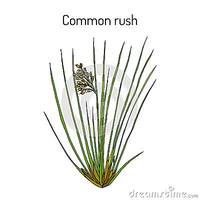 Common or soft rush Juncus effusus , medicinal plant Vector Illustration