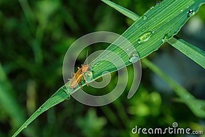 The common soldier beetle Latin: Cantharis rufa, is a species of soldier beetle Cantharidae on a green leaf daylilies. Soft Stock Photo