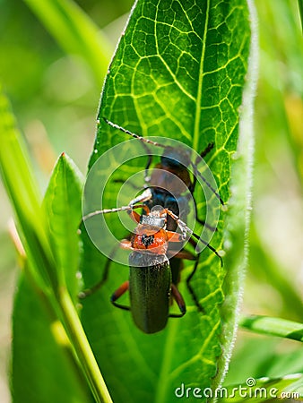 Soldier beetles insect on a green leaf. Insect concept Stock Photo