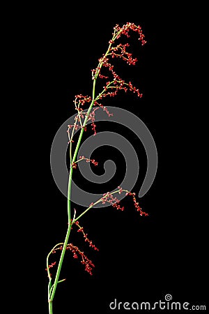 Common sorrel or garden sorrel (Rumex acetosa) Stock Photo