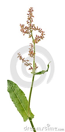 Common sorrel leaves and flowers Stock Photo