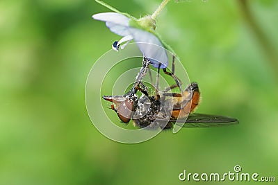 Common south hoverfly, Rhingia campestris, hanging down on a small blue flower Stock Photo