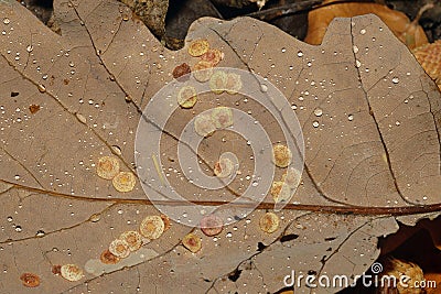 Common Spangle Gall Stock Photo