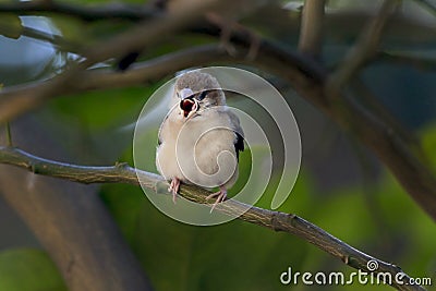 Common sparrow bird Stock Photo