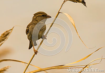 Spanish common sparrow Stock Photo