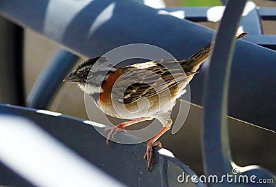 Common sparrow in chairs looking for food in Costa Rica during summer at resort hotel Stock Photo