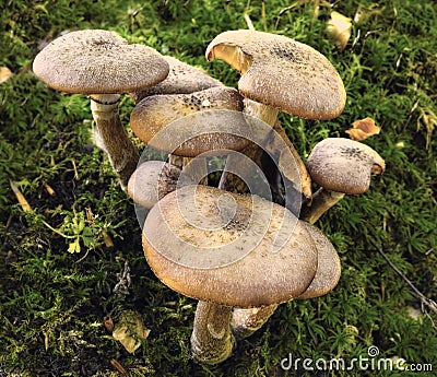 A common species of mushrooms growing in green grass outdoors on a lawn in nature. A bunch or group of invasive fungi Stock Photo