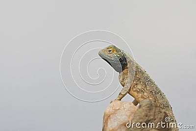 Common Spiny Agama, Agama hispida Stock Photo