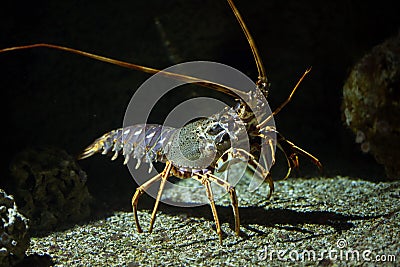 Common spiny lobster Palinurus elephas. Stock Photo