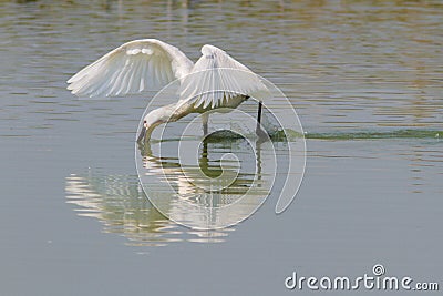 Common Spoonbill in action Stock Photo