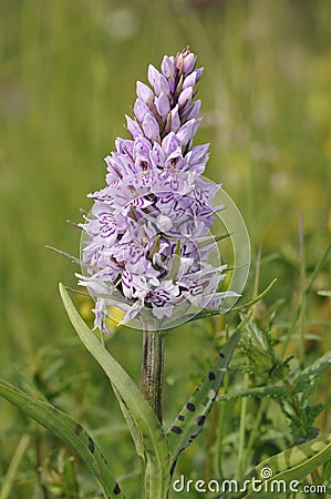 Common Spotted Orchid Stock Photo