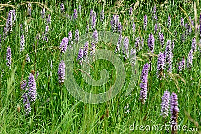 Common spotted orchid (Dactylorhiza fuchsii) cluster in meadow Stock Photo