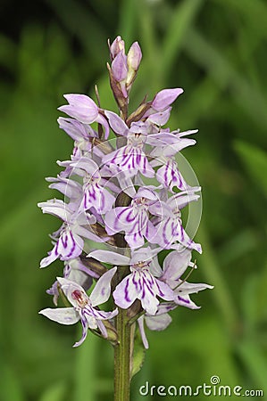 Common Spotted Orchid Stock Photo