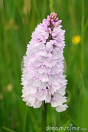 Common spotted orchid growing in field Stock Photo