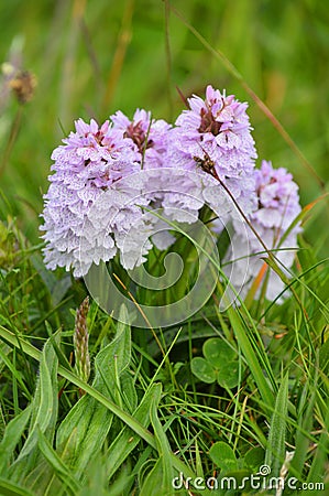 Common Spotted Orchids Stock Photo