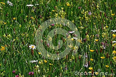 Common Spotted Orchids, Oxeye Daisies and Clover Stock Photo