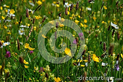 Common Spotted Orchids, Oxeye Daisies and Clover Stock Photo