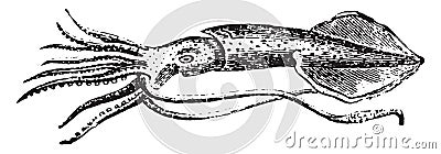 Common squid, vintage engraving Vector Illustration