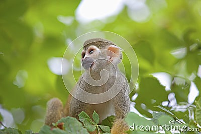 Common squirrel monkey Stock Photo