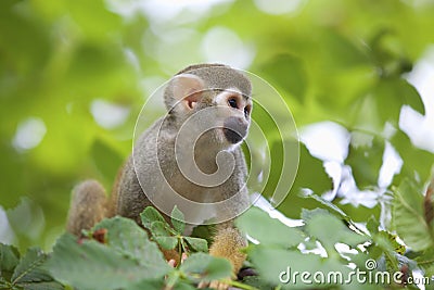 Common squirrel monkey Stock Photo