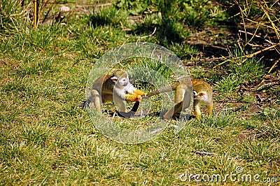 Common Squirrel Monkey Stock Photo