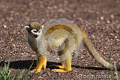 Common squirrel monkey Stock Photo