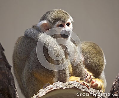 Common Squirrel Monkey Stock Photo