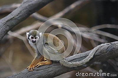 Common squirrel monkey Stock Photo