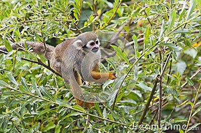 Common squirrel monkey Stock Photo