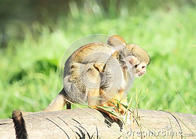 Common squirrel monkey with child Stock Photo