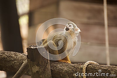 Common Squirrel Monkey Stock Photo