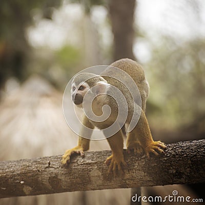 Common Squirrel Monkey Stock Photo